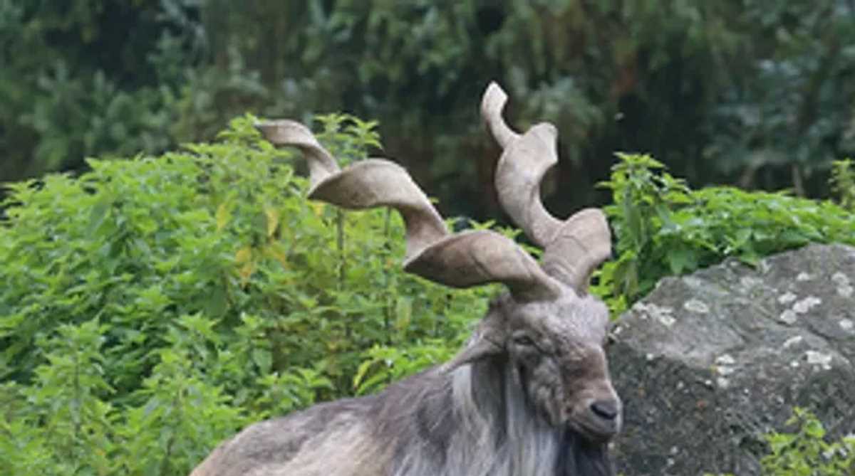 जम्मू-कश्मीर के बारामूला में देखी गई दुर्लभ जंगली बकरी मारखोर
